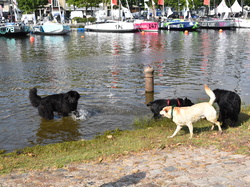  <a style='color: #fff;' href='/uploaded/photo/channel-race-2023-647b9fe506883.jpg'>(Télécharger)</a>