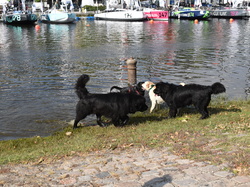  <a style='color: #fff;' href='/uploaded/photo/channel-race-2023-647b9fe5b8f75.jpg'>(Télécharger)</a>