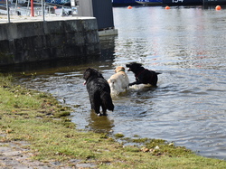  <a style='color: #fff;' href='/uploaded/photo/channel-race-2023-647b9fe6431a6.jpg'>(Télécharger)</a>