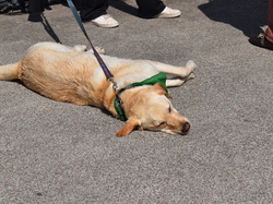  <a style='color: #fff;' href='/uploaded/photo/channel-race-2023-647ba1d9360b7.jpg'>(Télécharger)</a>