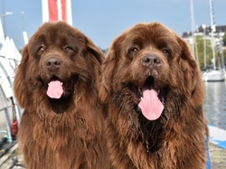  <a style='color: #fff;' href='/uploaded/photo/channel-race-2024-6706d9e82ef62.jpg'>(Télécharger)</a>