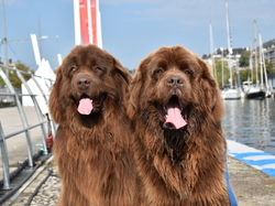  <a style='color: #fff;' href='/uploaded/photo/channel-race-2024-6706d9ee32260.jpg'>(Télécharger)</a>