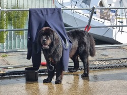  <a style='color: #fff;' href='/uploaded/photo/channel-race-2024-6706da0352970.jpg'>(Télécharger)</a>