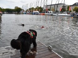  <a style='color: #fff;' href='/uploaded/photo/channel-race-2024-6706da6acc845.jpg'>(Télécharger)</a>