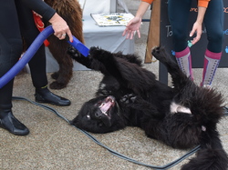  <a style='color: #fff;' href='/uploaded/photo/channel-race-2024-6706dabd44f90.jpg'>(Télécharger)</a>