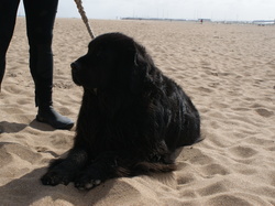  <a style='color: #fff;' href='/uploaded/photo/rencontre-avec-les-terre-neuve-67-5af44103337ea.jpg'>(Télécharger)</a>