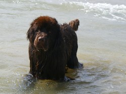  <a style='color: #fff;' href='/uploaded/photo/rencontre-avec-les-terre-neuve-67-5af4417655567.jpg'>(Télécharger)</a>