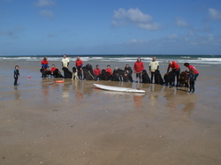  <a style='color: #fff;' href='/uploaded/photo/rencontre-avec-les-terre-neuve-67-5af441b790261.jpg'>(Télécharger)</a>