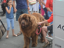  <a style='color: #fff;' href='/uploaded/photo/trouville-sur-mer-2016-58713fa6e3f2b.jpg'>(Télécharger)</a>