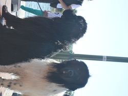  <a style='color: #fff;' href='/uploaded/photo/trouville-sur-mer-2016-587145f931d4b.jpg'>(Télécharger)</a>